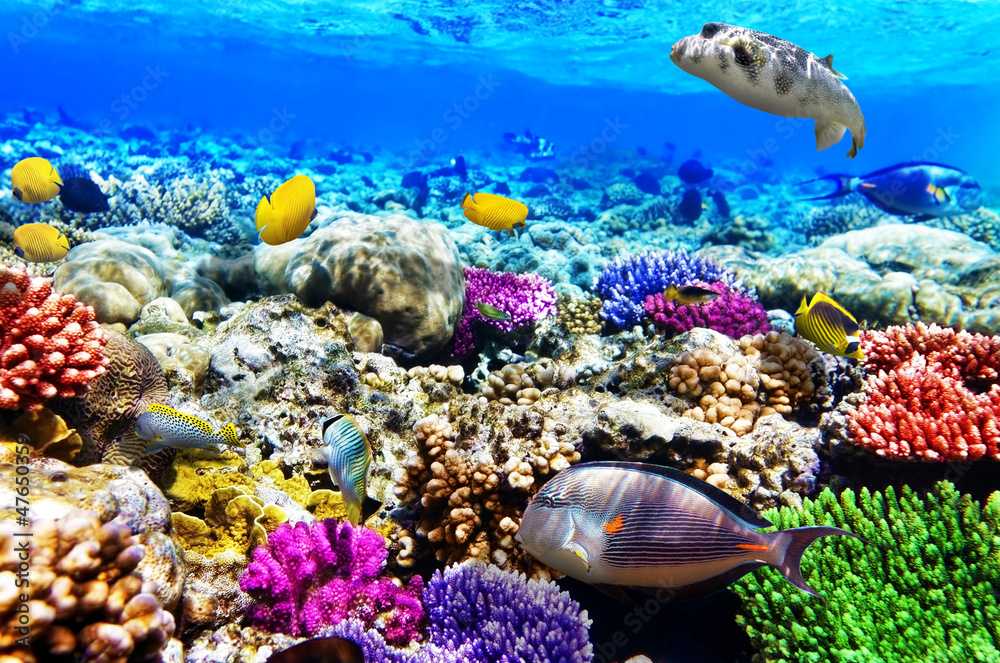 Obraz premium Koral i ryba w Morzu Czerwonym. Egipt, Afryka.