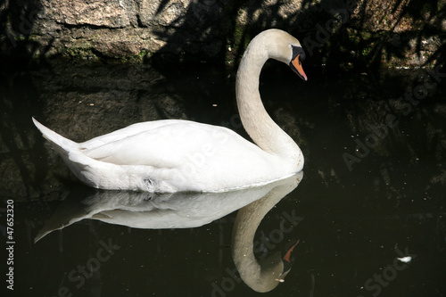 White swan reflected