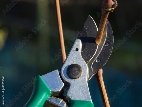 Billede på lærred pruning