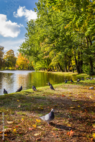 Pigeons on the river in aut...