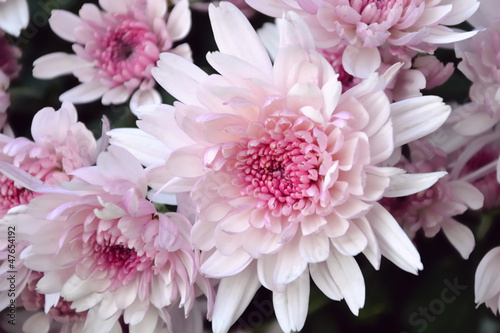 Pink chrysanthemum flowers © whiteaster