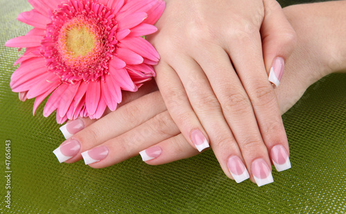 Woman hands with french manicure and flower on green background
