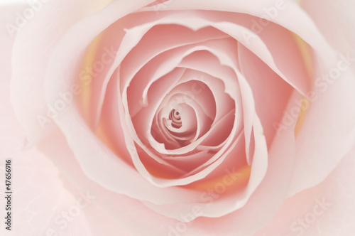 薔薇_0034