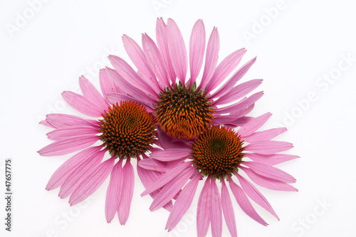 Pink coneflower head, isolated on white background