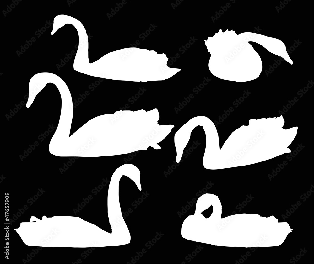 Obraz premium set of swimming swans isolated on black