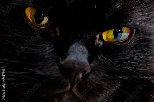 Portrait of the muzzle of a black cat #47657901