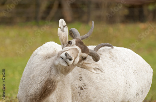 Addax