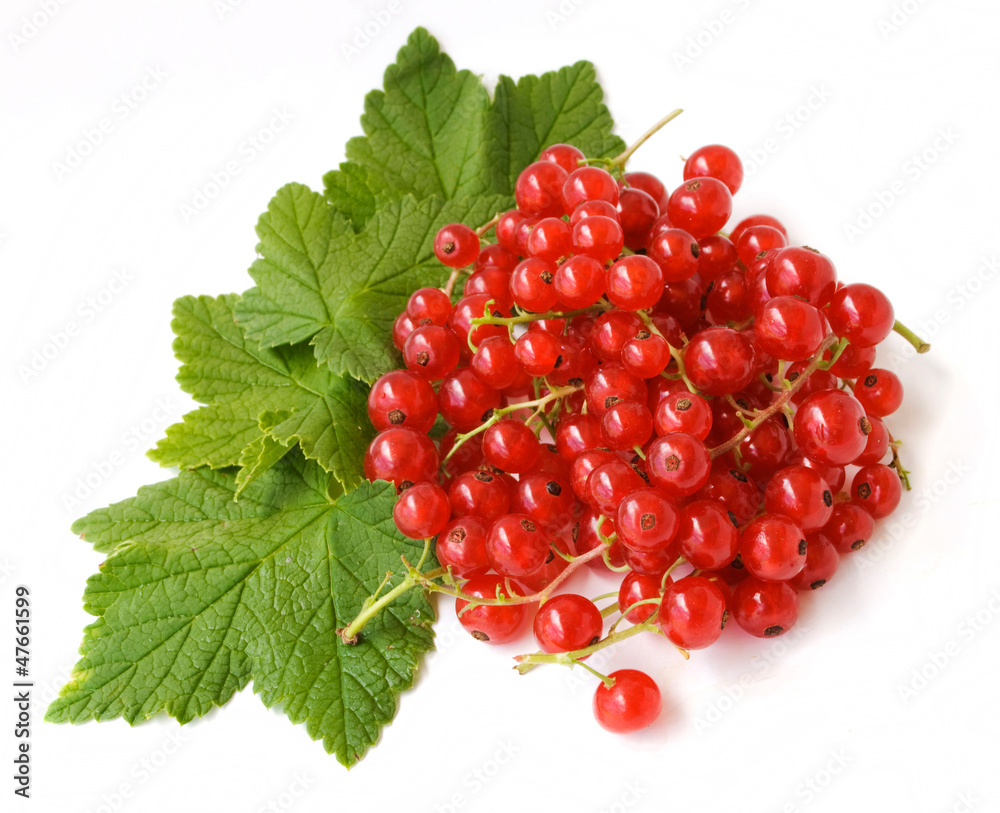 redcurrant redcurrant