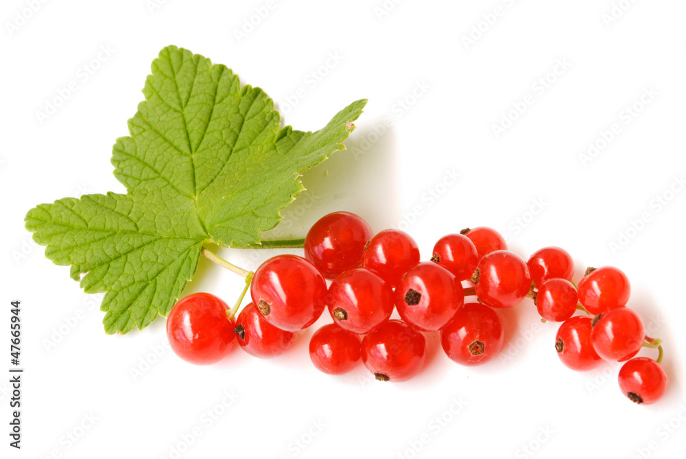 redcurrant redcurrant