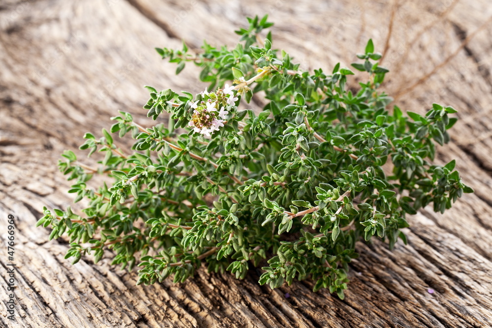 Thyme herb.