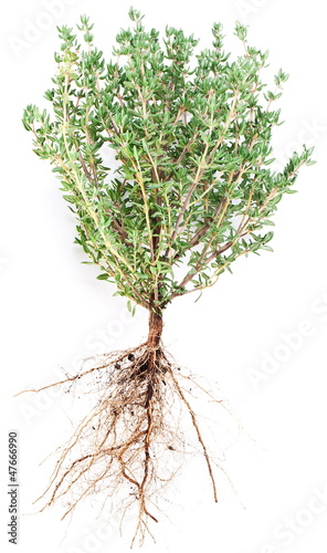 Thyme herb.