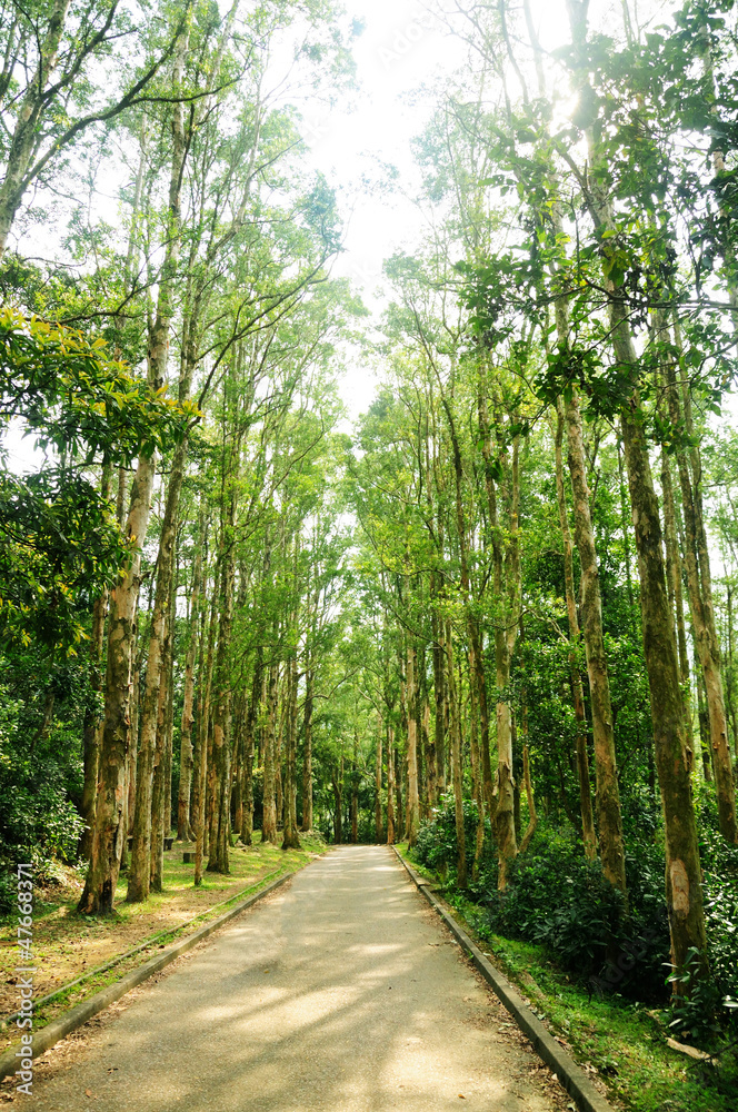 Obraz premium Wood with path