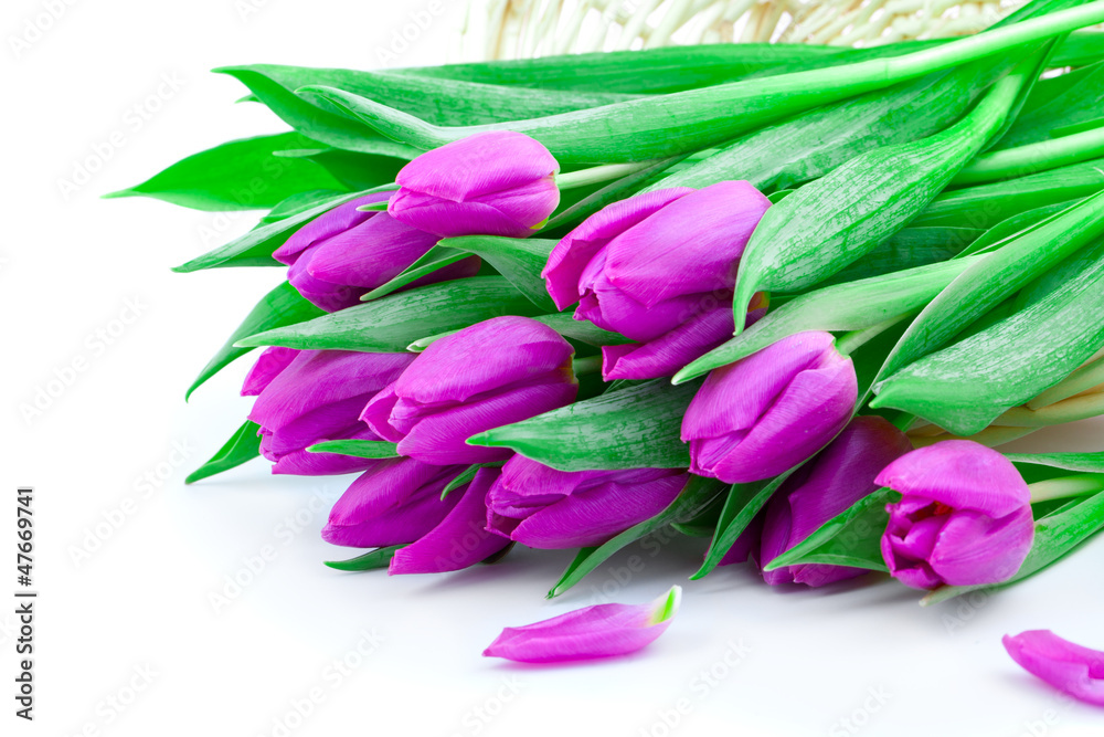 Pink tulips on white background (with sample text) Pink tulips on white background (with sample text)