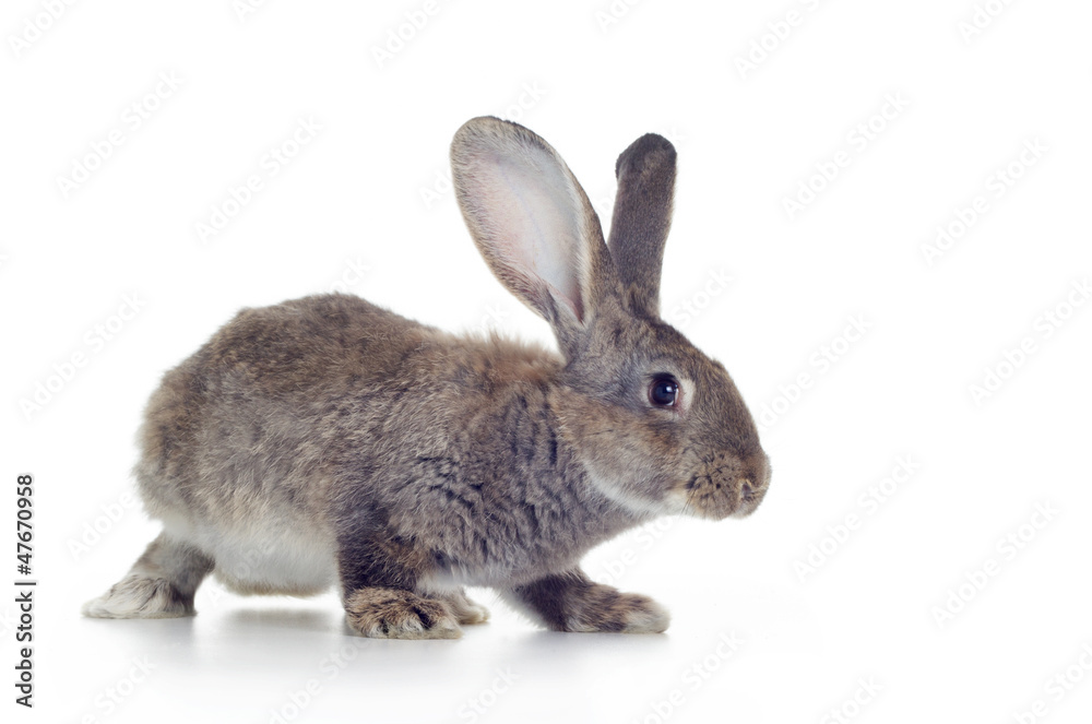 Fototapeta premium rabbit