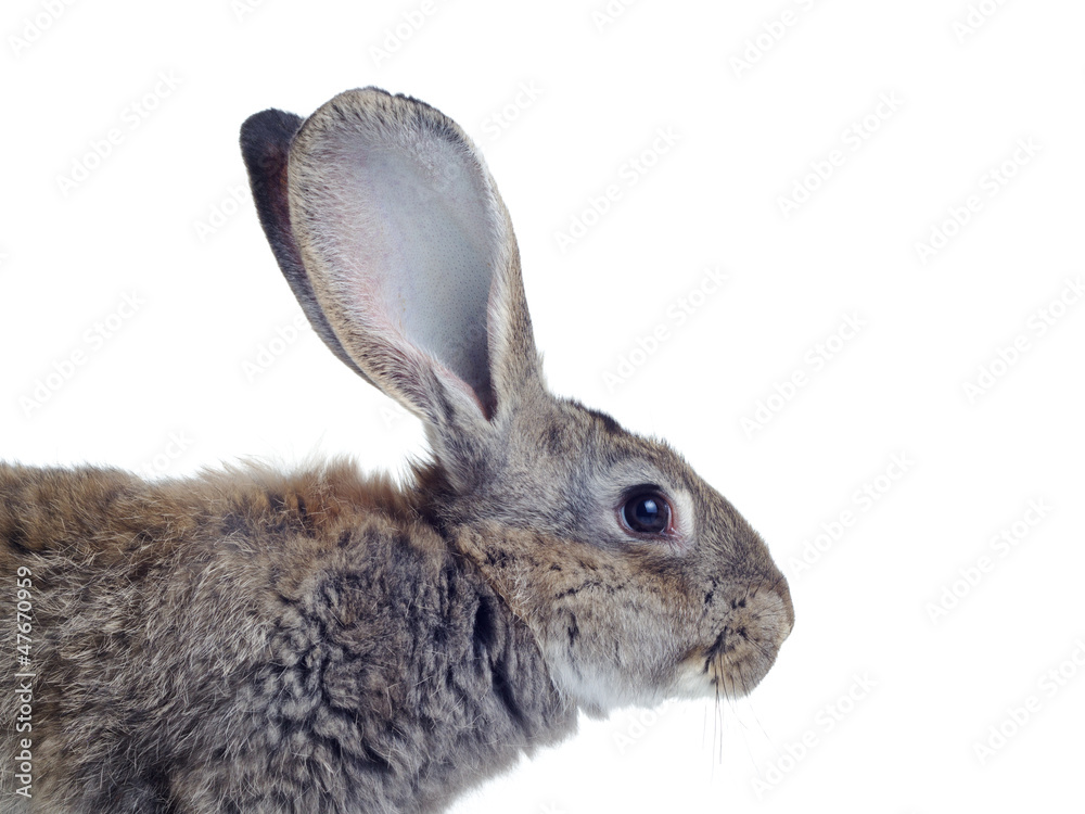 Obraz premium rabbit