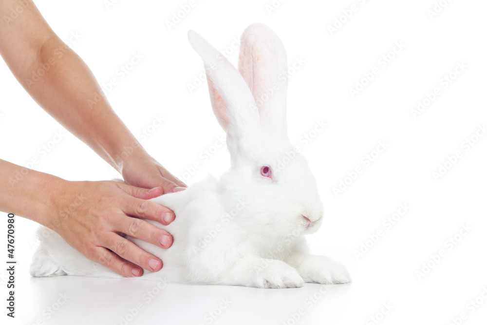 Obraz premium white rabbit