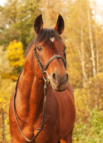 beautiful sportive stallion autumn portrait