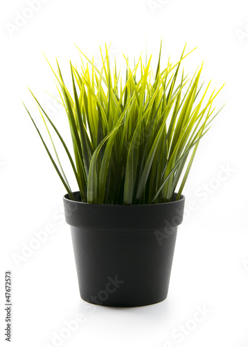 grass in pot