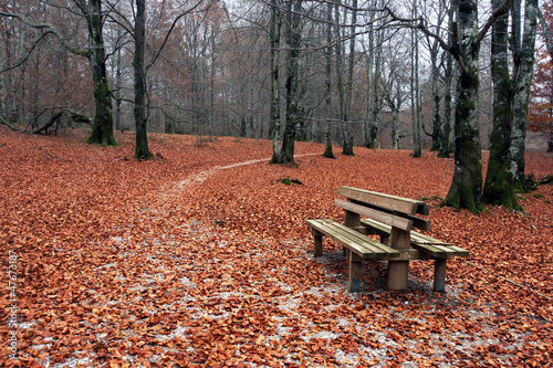 Bench in autumn photo