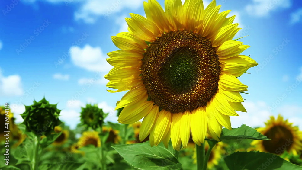 HD : Colorful Sunflowers field and deep blue Sky HD : Colorful Sunflowers field and deep blue Sky
