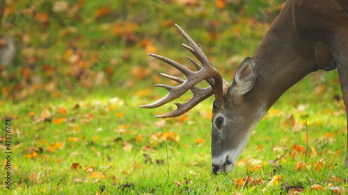 Whitetail Buck Eating Grass photo