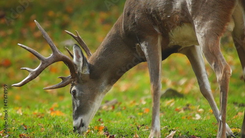 Whitetail Buck Eating Leaves photo