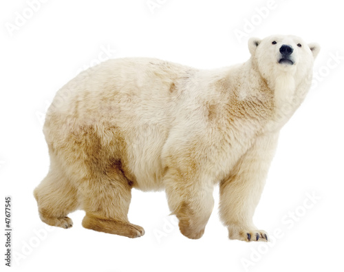 polar bear. Isolated over white