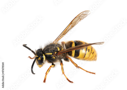 Wasp. (Paravespula germanica) © JPS