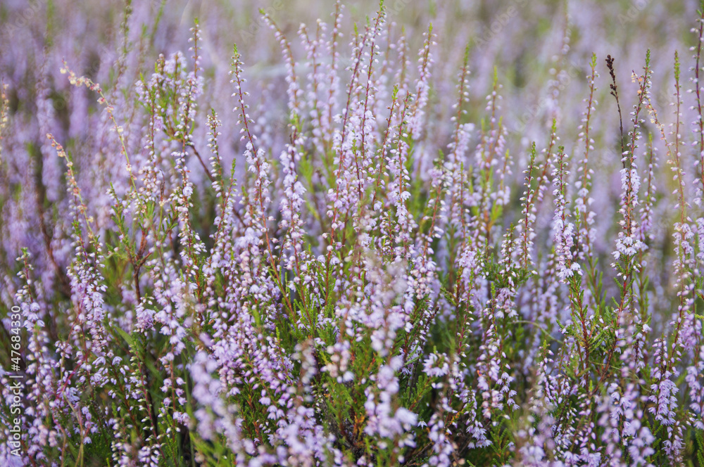 Obraz premium Heidekraut (Calluna vulgaris)