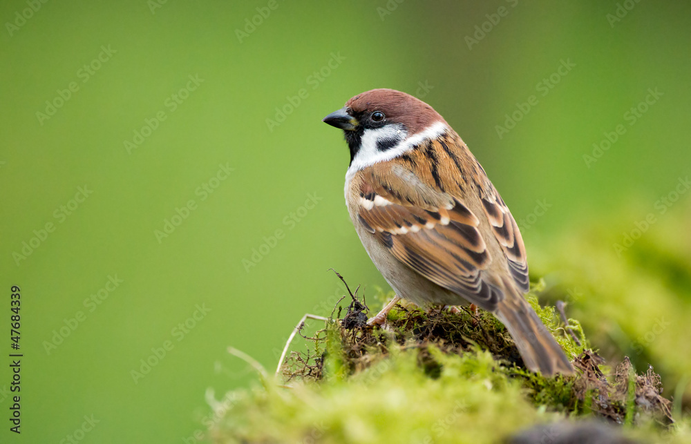 Naklejka premium Tree sparrow