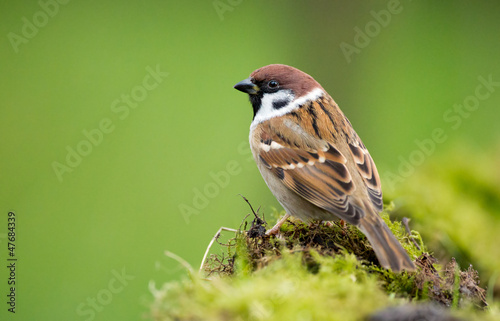 Tree sparrow photo