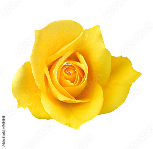 yellow rose button