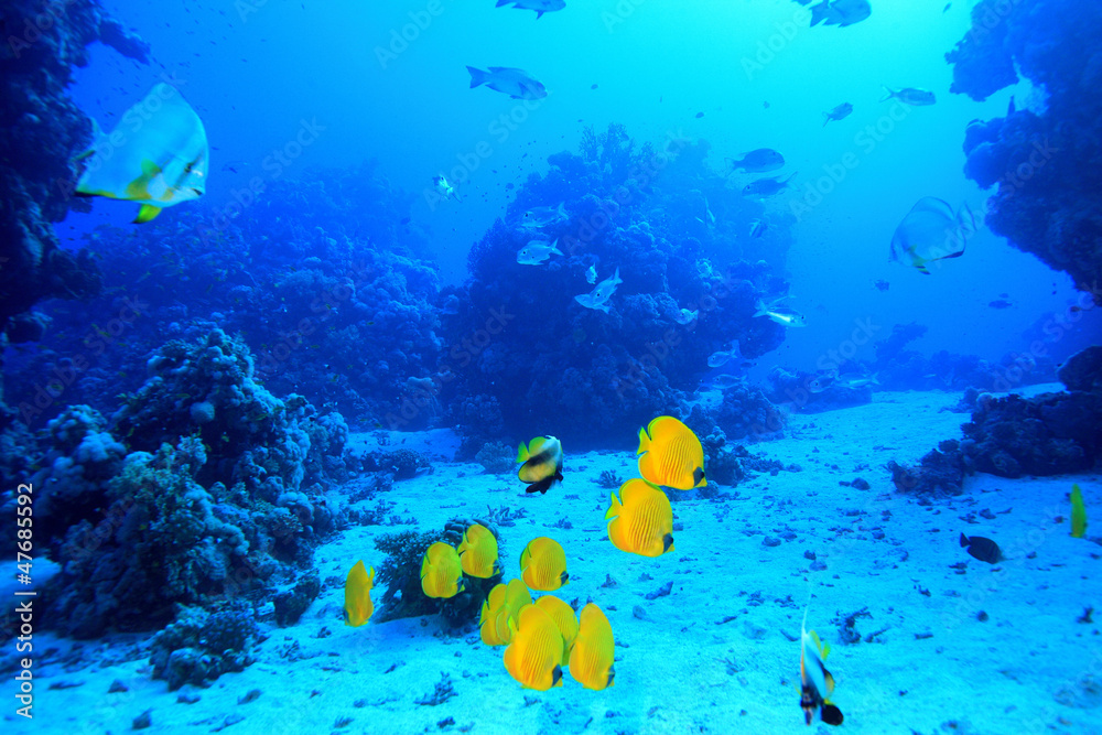 Fototapeta premium Diving in the Red Sea