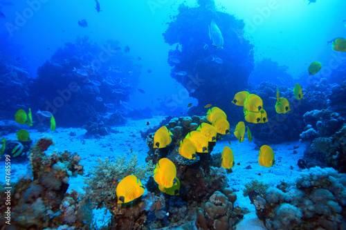 Fototapeta Naklejka Na Ścianę i Meble -  Diving in the Red Sea