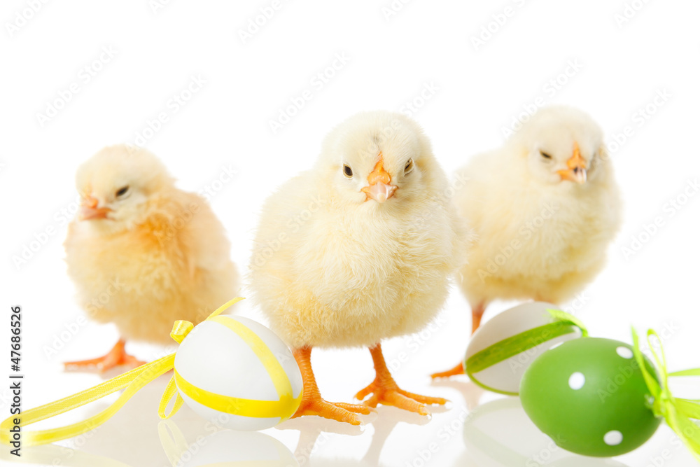 Naklejka premium baby chicken and easter eggs on white