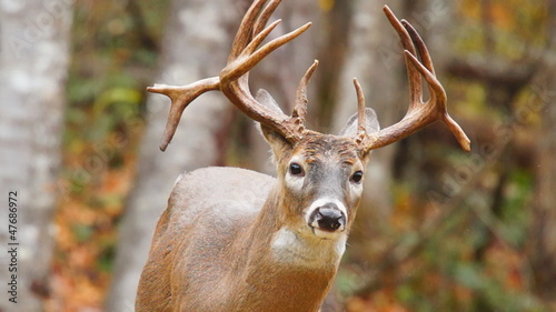 Mautre NonTypical Whitetail Deer photo
