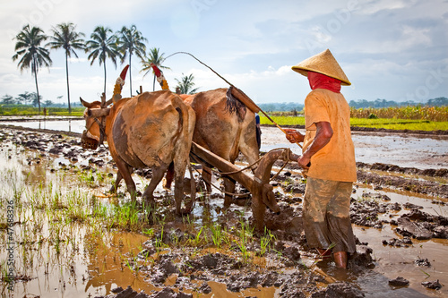 Canvas Print Javanese paddy farmer plows the fields the traditional way