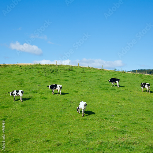 Friesian cattle
