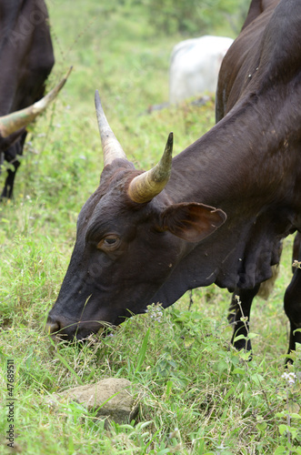 Afrikanische Kuh photo