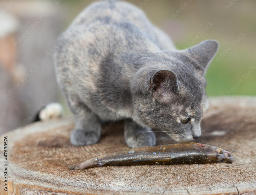 Naklejka premium Two kittens eat fish.