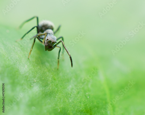 portrait of antmimicking spider (Myrmarachne assimilis) © jayvee18