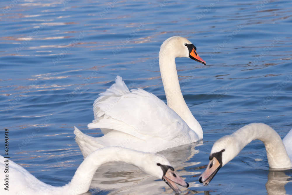 Obraz premium Group of white swans floating
