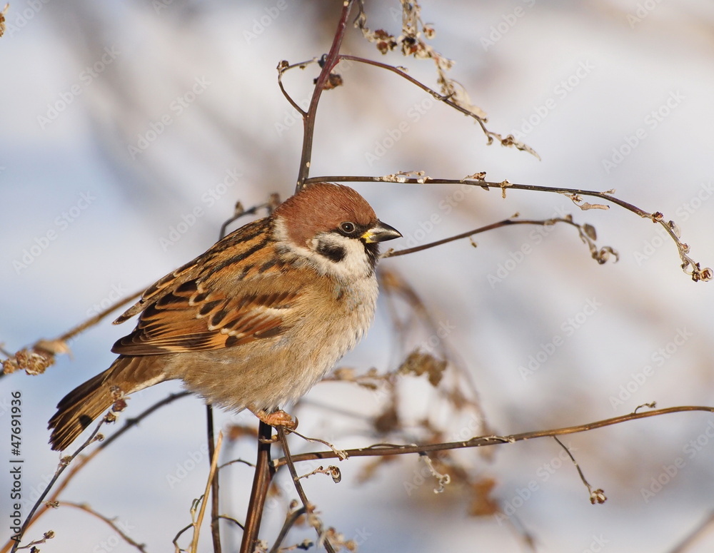 Tree Sparrow on branch in winter time, Passer montanus Tree Sparrow on branch in winter time, Passer montanus