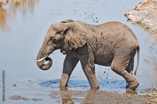 Elephant splashing in mud