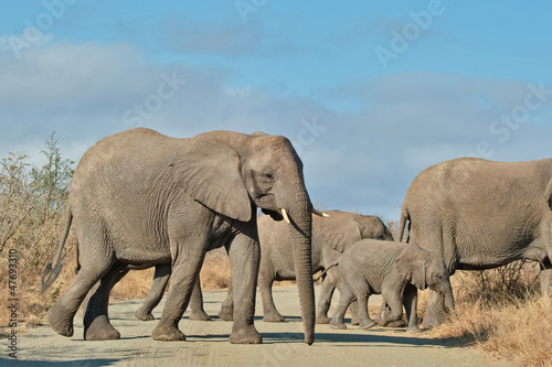 Elephant herd crossing road, South Africa