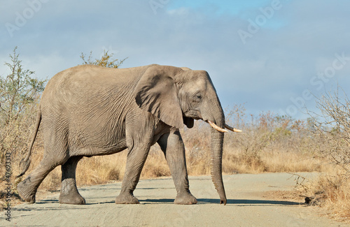 Matriarch elephant leader crossing road