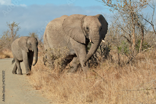 Elephant family