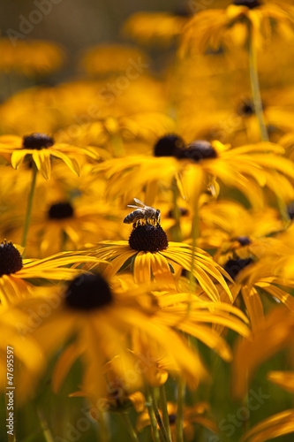 Gelber Sonnenhut (Rudbeckia fulgida) mit Biene