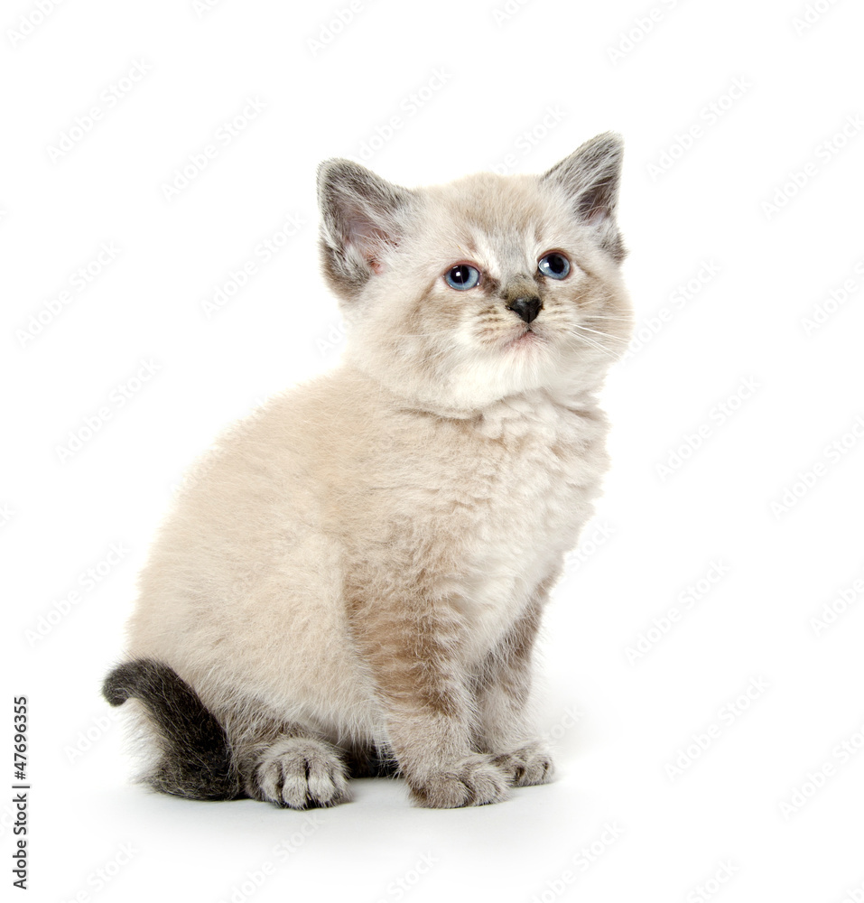 Cute kitten sitting on white