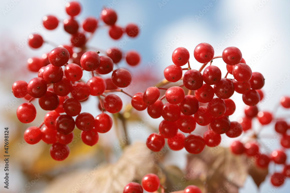 Guelder/ arrow wood berries against blue sky Guelder/ arrow wood berries against blue sky